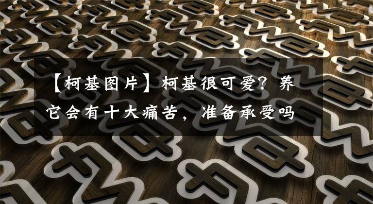 【柯基圖片】柯基很可愛？養(yǎng)它會有十大痛苦，準(zhǔn)備承受嗎？