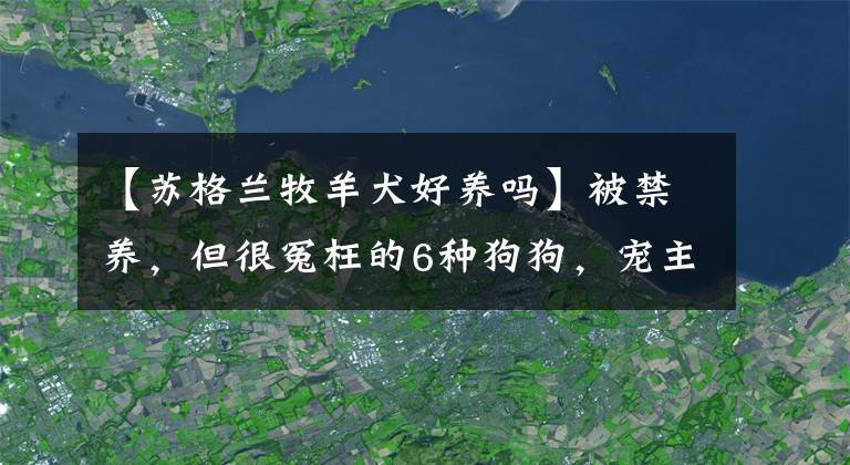 【蘇格蘭牧羊犬好養(yǎng)嗎】被禁養(yǎng)，但很冤枉的6種狗狗，寵主：請不要再禁養(yǎng)了