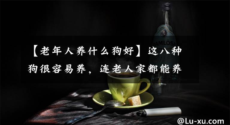 【老年人養(yǎng)什么狗好】這八種狗很容易養(yǎng)，連老人家都能養(yǎng)。尤其是最后這種狗！