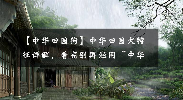 【中華田園狗】中華田園犬特征詳解，看完別再濫用“中華田園犬”了