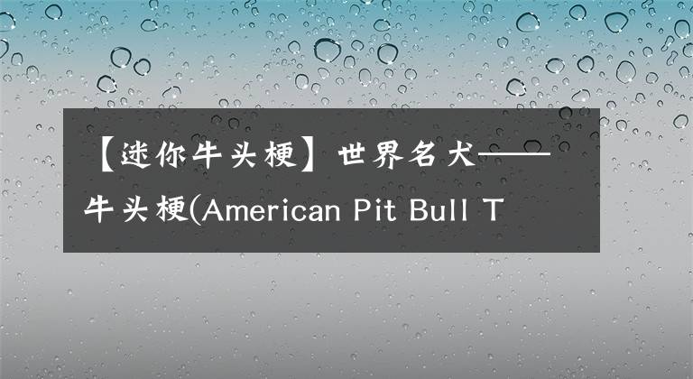 【迷你牛頭?！渴澜缑ｎ^梗(American Pit Bull Terrier)