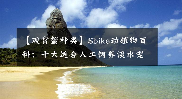 【觀賞蟹種類】Sbike動植物百科：十大適合人工飼養(yǎng)淡水寵物蟹，常見易獲取