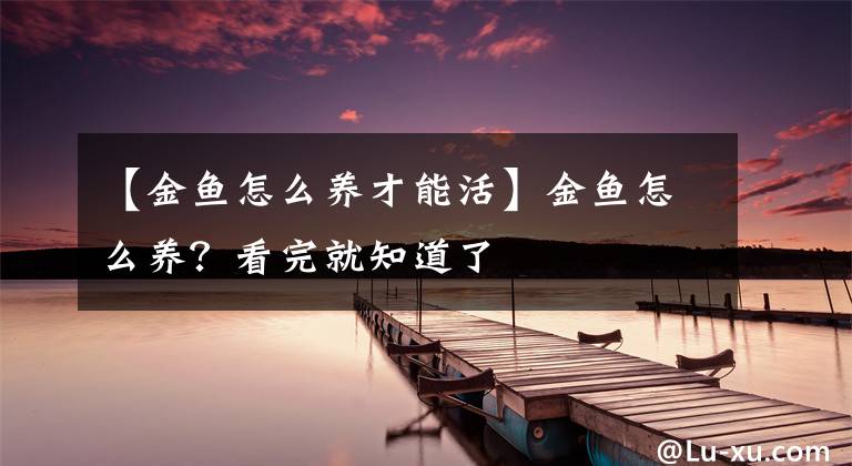 【金魚怎么養(yǎng)才能活】金魚怎么養(yǎng)？看完就知道了