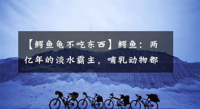 【鱷魚龜不吃東西】鱷魚：兩億年的淡水霸主，哺乳動物都競爭不過