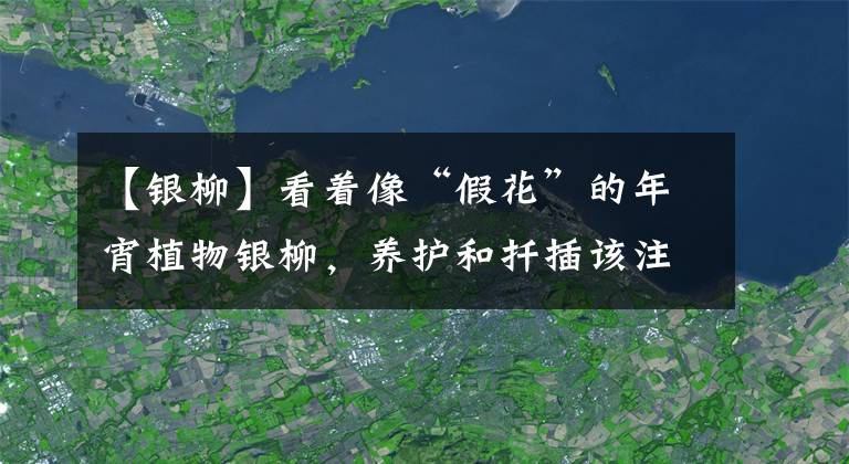 【銀柳】看著像“假花”的年宵植物銀柳，養(yǎng)護(hù)和扦插該注意什么？