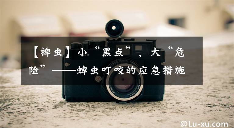 【裨蟲】小“黑點(diǎn)”，大“危險(xiǎn)”——蜱蟲叮咬的應(yīng)急措施和預(yù)防