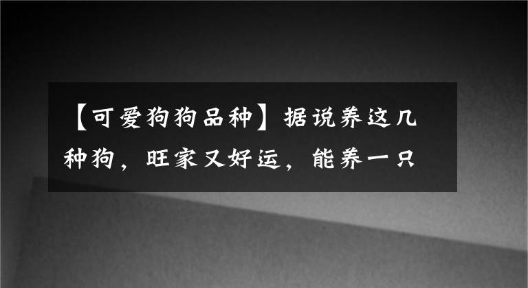 【可愛狗狗品種】據(jù)說養(yǎng)這幾種狗，旺家又好運，能養(yǎng)一只真好