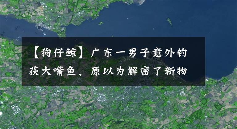 【狗仔鯨】廣東一男子意外釣獲大嘴魚，原以為解密了新物種，結果卻哭笑不得