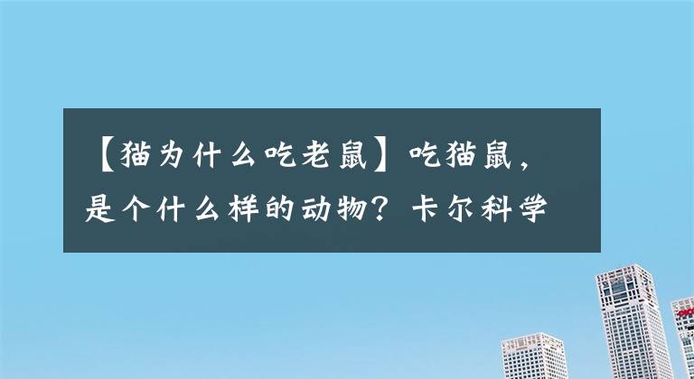 【貓為什么吃老鼠】吃貓鼠，是個什么樣的動物？卡爾科學(xué)實驗室第215期