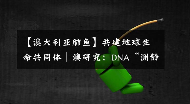 【澳大利亞肺魚(yú)】共建地球生命共同體｜澳研究：DNA“測(cè)齡”新技術(shù)有利于魚(yú)類(lèi)種群管理