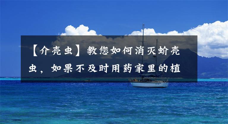 【介殼蟲】教您如何消滅蚧殼蟲，如果不及時用藥家里的植物很可能會全軍覆沒