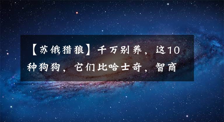 【蘇俄獵狼】千萬別養(yǎng)，這10種狗狗，它們比哈士奇，智商更低