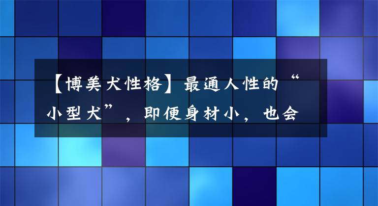 【博美犬性格】最通人性的“小型犬”，即便身材小，也會(huì)奮不顧身保護(hù)你