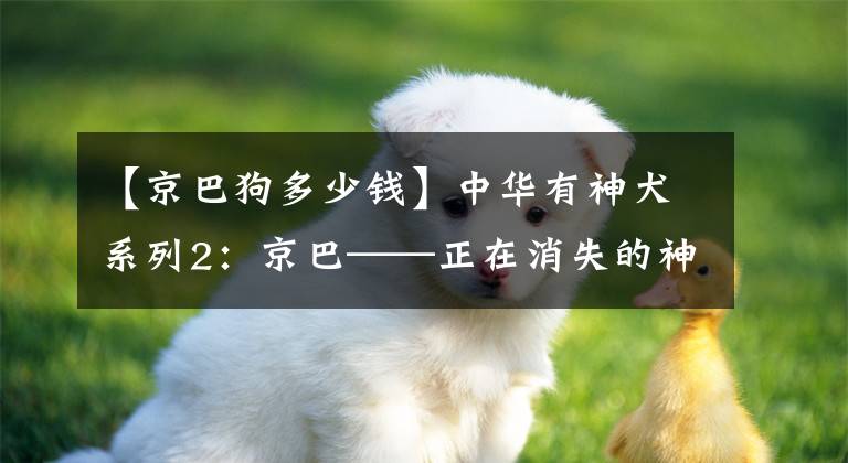 【京巴狗多少錢】中華有神犬系列2：京巴——正在消失的神秘宮廷貴族犬