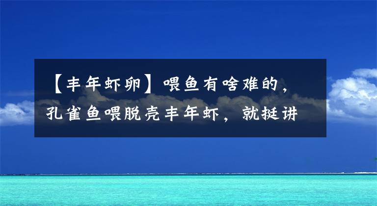 【豐年蝦卵】喂魚(yú)有啥難的，孔雀魚(yú)喂脫殼豐年蝦，就挺講究，你會(huì)喂魚(yú)嗎？