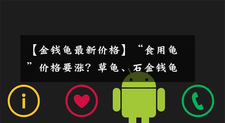 【金錢龜最新價格】“食用龜”價格要漲？草龜、石金錢龜價格變動