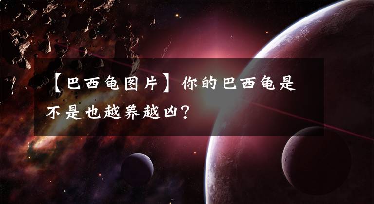 【巴西龜圖片】你的巴西龜是不是也越養(yǎng)越兇？