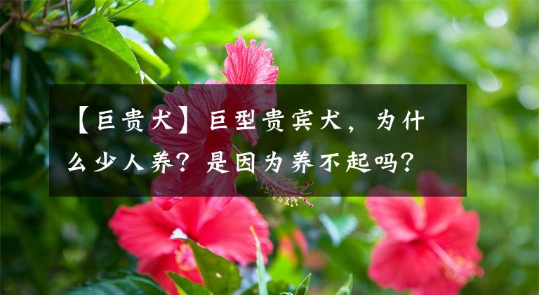 【巨貴犬】巨型貴賓犬，為什么少人養(yǎng)？是因?yàn)轲B(yǎng)不起嗎？