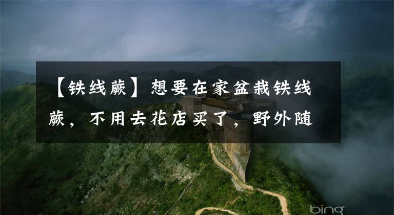 【鐵線蕨】想要在家盆栽鐵線蕨，不用去花店買了，野外隨手都能采得到