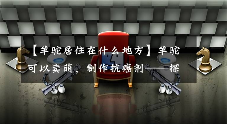 【羊駝居住在什么地方】羊駝可以賣萌，制作抗癌劑——探英、瀘州市西白山羊駝基地