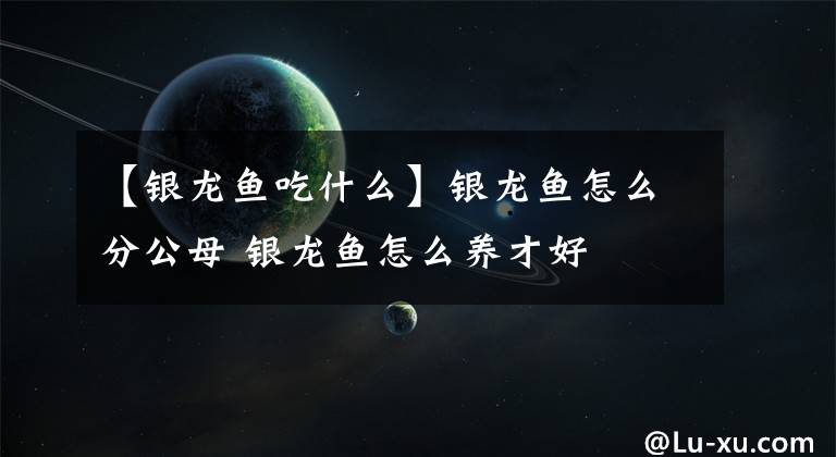 【銀龍魚吃什么】銀龍魚怎么分公母 銀龍魚怎么養(yǎng)才好