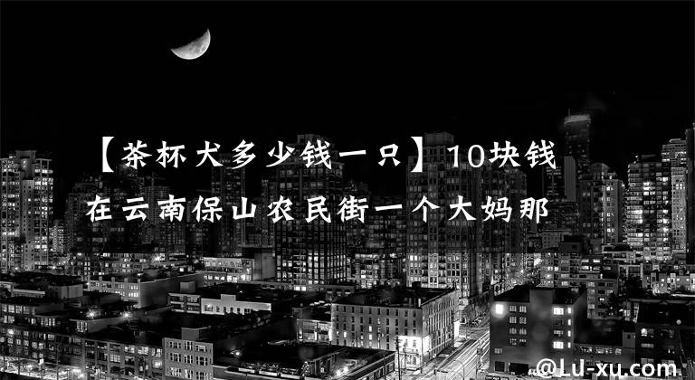 【茶杯犬多少錢一只】10塊錢在云南保山農(nóng)民街一個(gè)大媽那買了一只茶杯犬