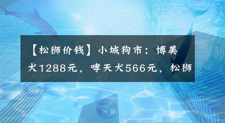 【松獅價(jià)錢】小城狗市：博美犬1288元，哮天犬566元，松獅犬299元