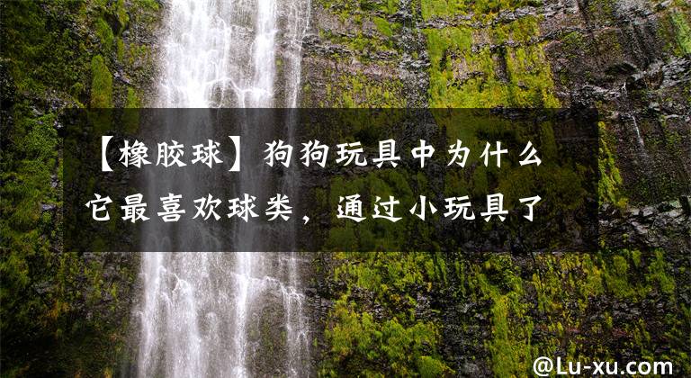 【橡膠球】狗狗玩具中為什么它最喜歡球類，通過小玩具了解狗狗的追逐行為