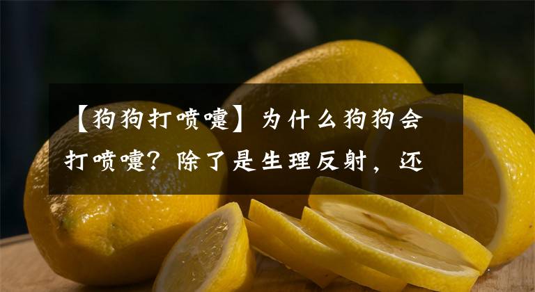 【狗狗打噴嚏】為什么狗狗會(huì)打噴嚏？除了是生理反射，還可能是重病的征兆