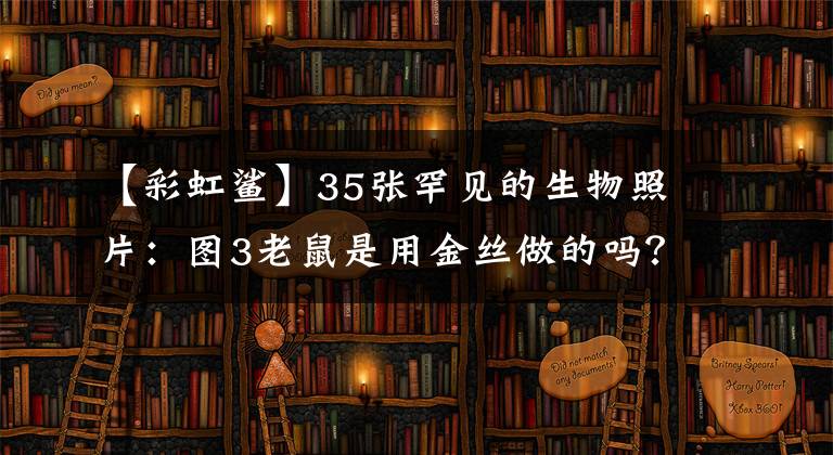 【彩虹鯊】35張罕見的生物照片：圖3老鼠是用金絲做的嗎？貓都下不去嘴