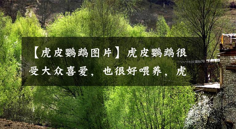 【虎皮鸚鵡圖片】虎皮鸚鵡很受大眾喜愛，也很好喂養(yǎng)，虎皮鸚鵡都吃什么食物