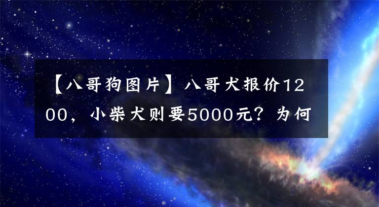 【八哥狗圖片】八哥犬報(bào)價(jià)1200，小柴犬則要5000元？為何會(huì)有那么大的差距？