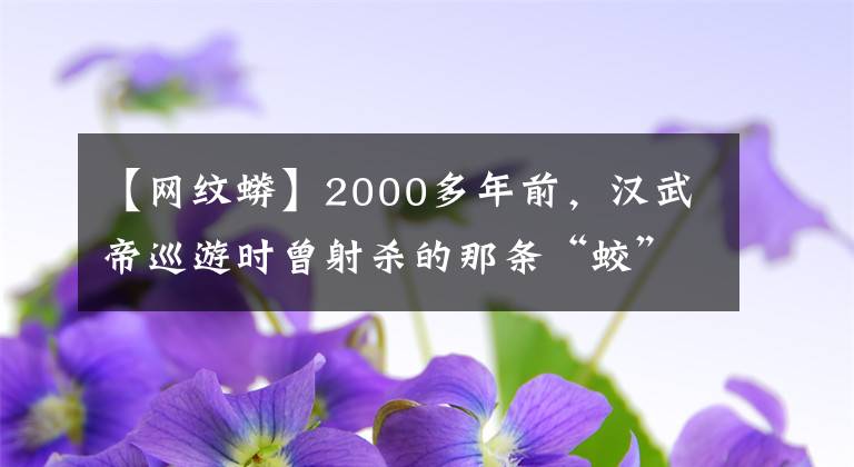 【網(wǎng)紋蟒】2000多年前，漢武帝巡游時(shí)曾射殺的那條“蛟”，究竟是什么動(dòng)物？