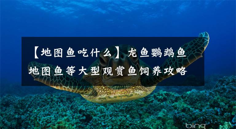 【地圖魚吃什么】龍魚鸚鵡魚地圖魚等大型觀賞魚飼養(yǎng)攻略，養(yǎng)好大型魚，互動性很強(qiáng)