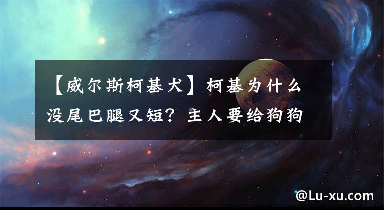 【威爾斯柯基犬】柯基為什么沒尾巴腿又短？主人要給狗狗斷尾？其實不斷尾也狠可愛