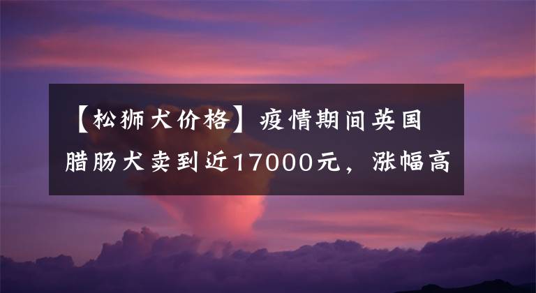 【松獅犬價格】疫情期間英國臘腸犬賣到近17000元，漲幅高達89%