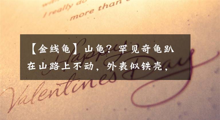 【金線龜】山龜？罕見奇龜趴在山路上不動，外表似鐵殼，是一級保護動物？