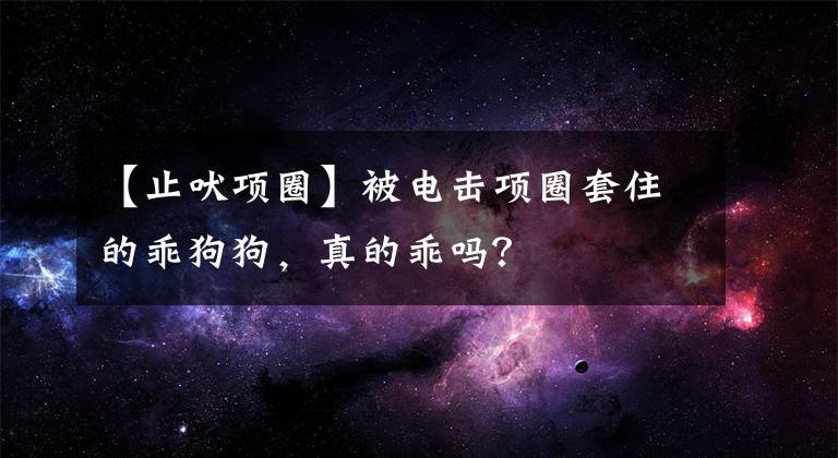 【止吠項圈】被電擊項圈套住的乖狗狗，真的乖嗎？