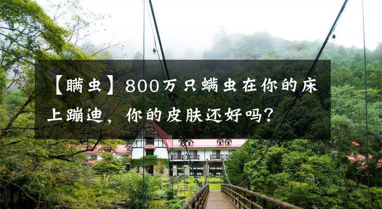 【瞞蟲】800萬只螨蟲在你的床上蹦迪，你的皮膚還好嗎？