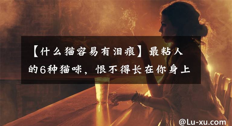 【什么貓容易有淚痕】最粘人的6種貓咪，恨不得長在你身上