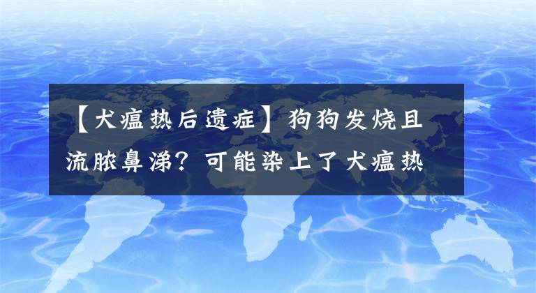 【犬瘟熱后遺癥】狗狗發(fā)燒且流膿鼻涕？可能染上了犬瘟熱，及時(shí)治療才能挽救生命