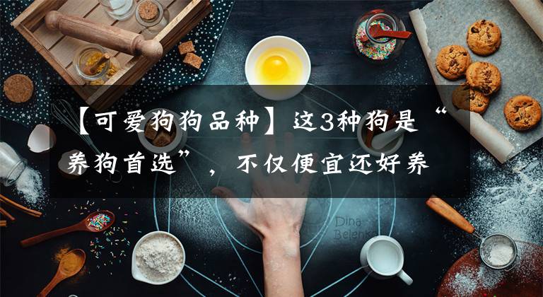 【可愛狗狗品種】這3種狗是“養(yǎng)狗首選”，不僅便宜還好養(yǎng)活