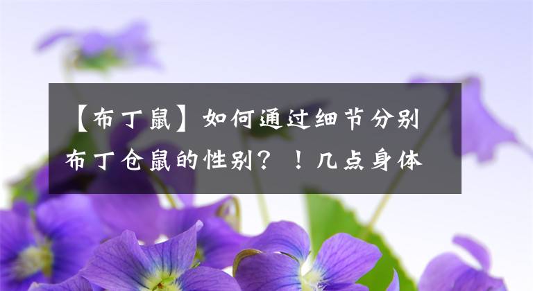 【布丁鼠】如何通過細節(jié)分別布丁倉鼠的性別？！幾點身體細節(jié)就可以！