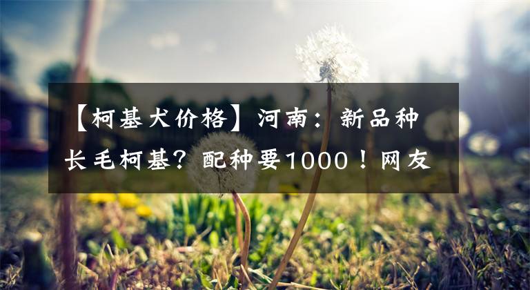 【柯基犬價格】河南：新品種長毛柯基？配種要1000！網(wǎng)友：不是新品種，有點貴