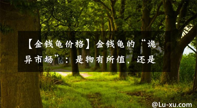 【金錢龜價(jià)格】金錢龜?shù)摹霸幃愂袌?chǎng)”：是物有所值，還是“控盤”得當(dāng)？霧里看花