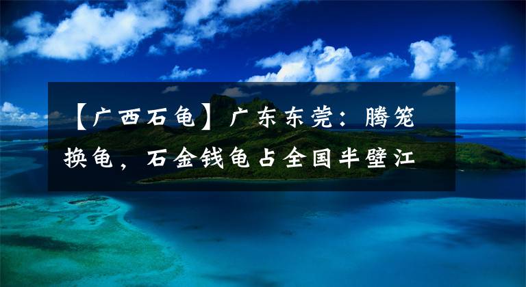 【廣西石龜】廣東東莞：騰籠換龜，石金錢龜占全國半壁江山