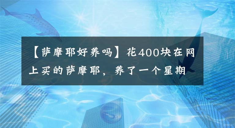 【薩摩耶好養(yǎng)嗎】花400塊在網(wǎng)上買的薩摩耶，養(yǎng)了一個(gè)星期，噩夢(mèng)開始了