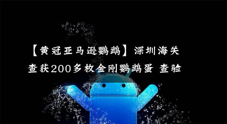 【黃冠亞馬遜鸚鵡】深圳海關(guān)查獲200多枚金剛鸚鵡蛋 查驗中雛鳥陸續(xù)孵化