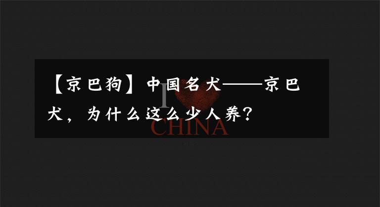 【京巴狗】中國名犬——京巴犬，為什么這么少人養(yǎng)？