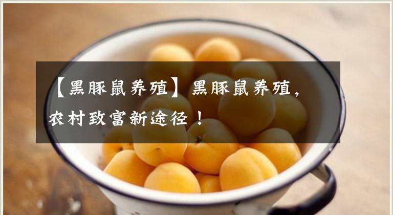 【黑豚鼠養(yǎng)殖】黑豚鼠養(yǎng)殖，農(nóng)村致富新途徑！